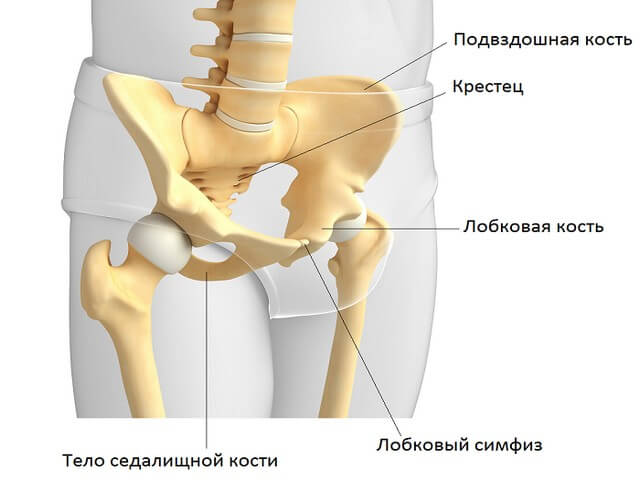 Лобковая кость анатомия: ее строение и выполняемые функции