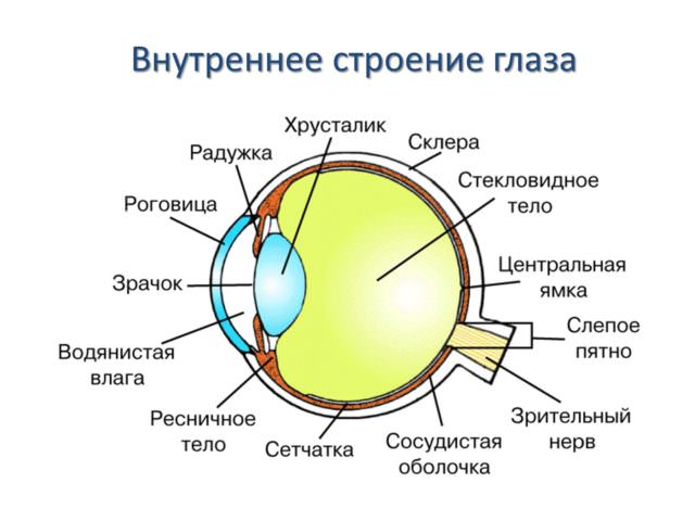 Устройство органа зрения 