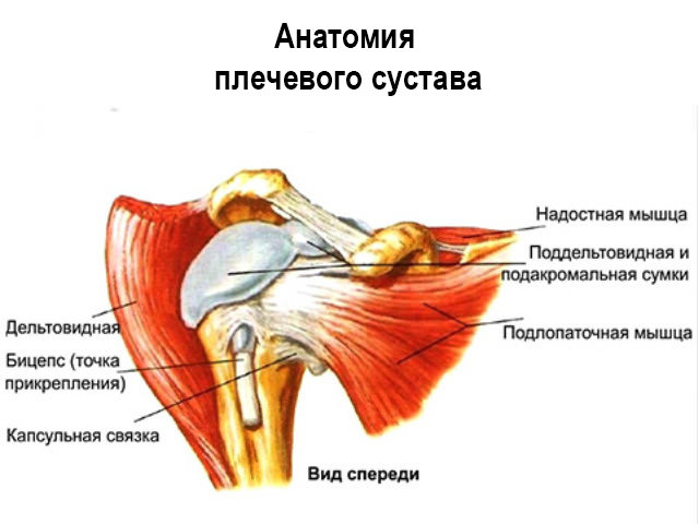 Схема плечевого сустава 