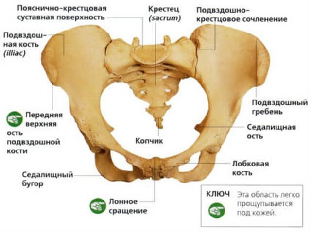Анатомическое строение тазовых костей
