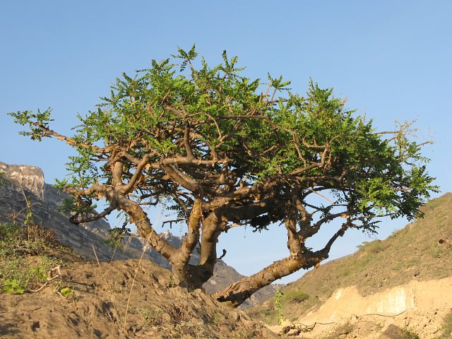 Дерево в пустыне 