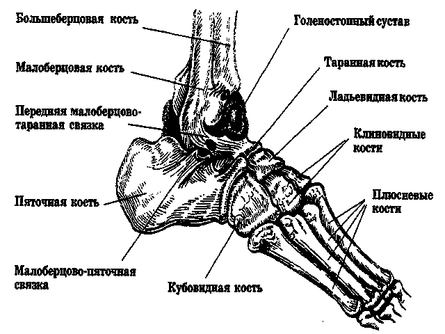 Анатомическое строение ступни