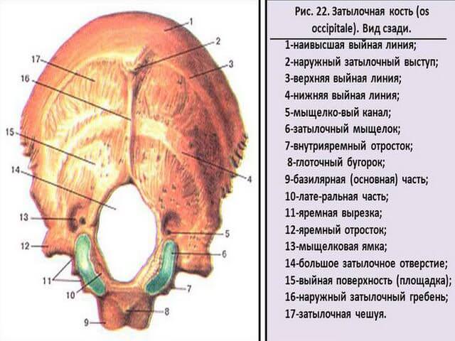 Мыщелки черепа. Затылочная кость глоточный бугорок. Выйная линия затылочной кости. Затылочная кость черепа анатомия строение.
