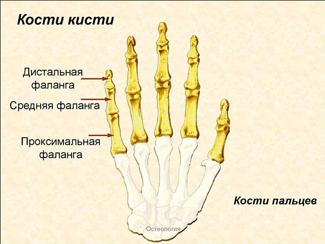 Схема руки 