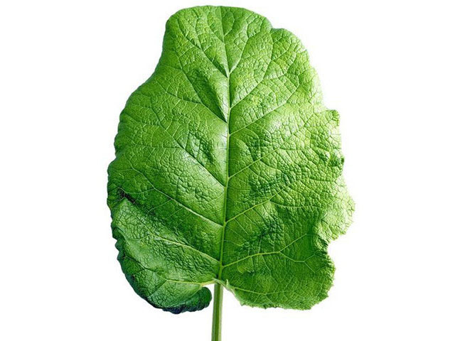Зеленый лист 