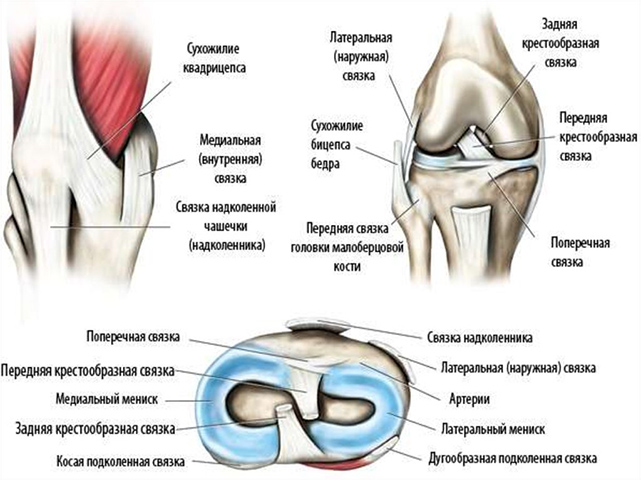 Изображение - Бурсы коленного сустава анатомия stroenie-kolennogo-sustava-2