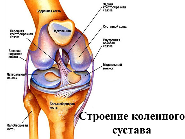 Изображение - Бурсы коленного сустава анатомия stroenie-kolennogo-sustava